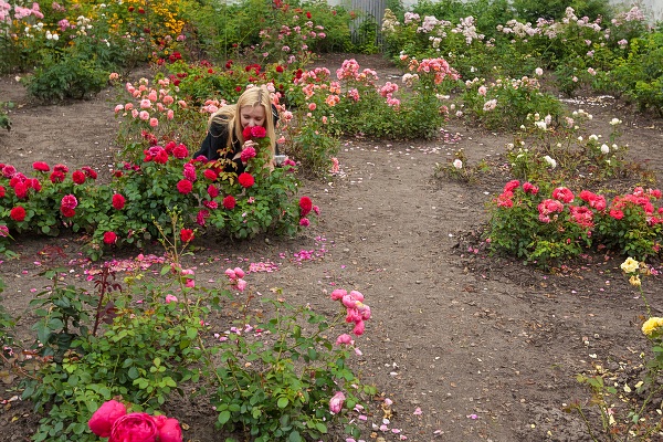 Różany ogródek